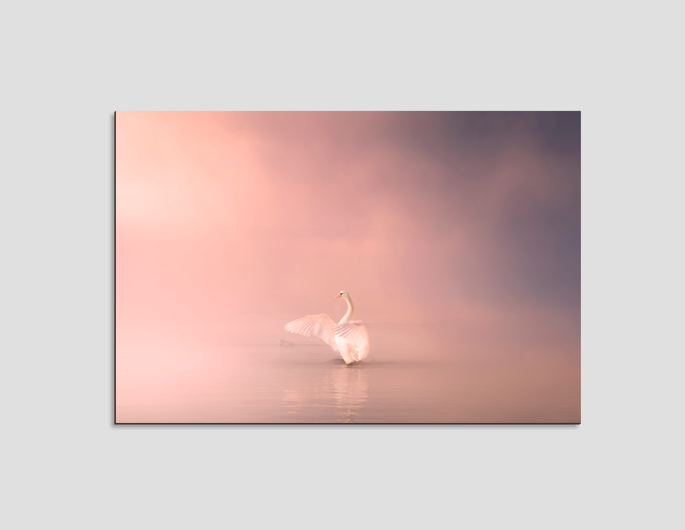 CISNE