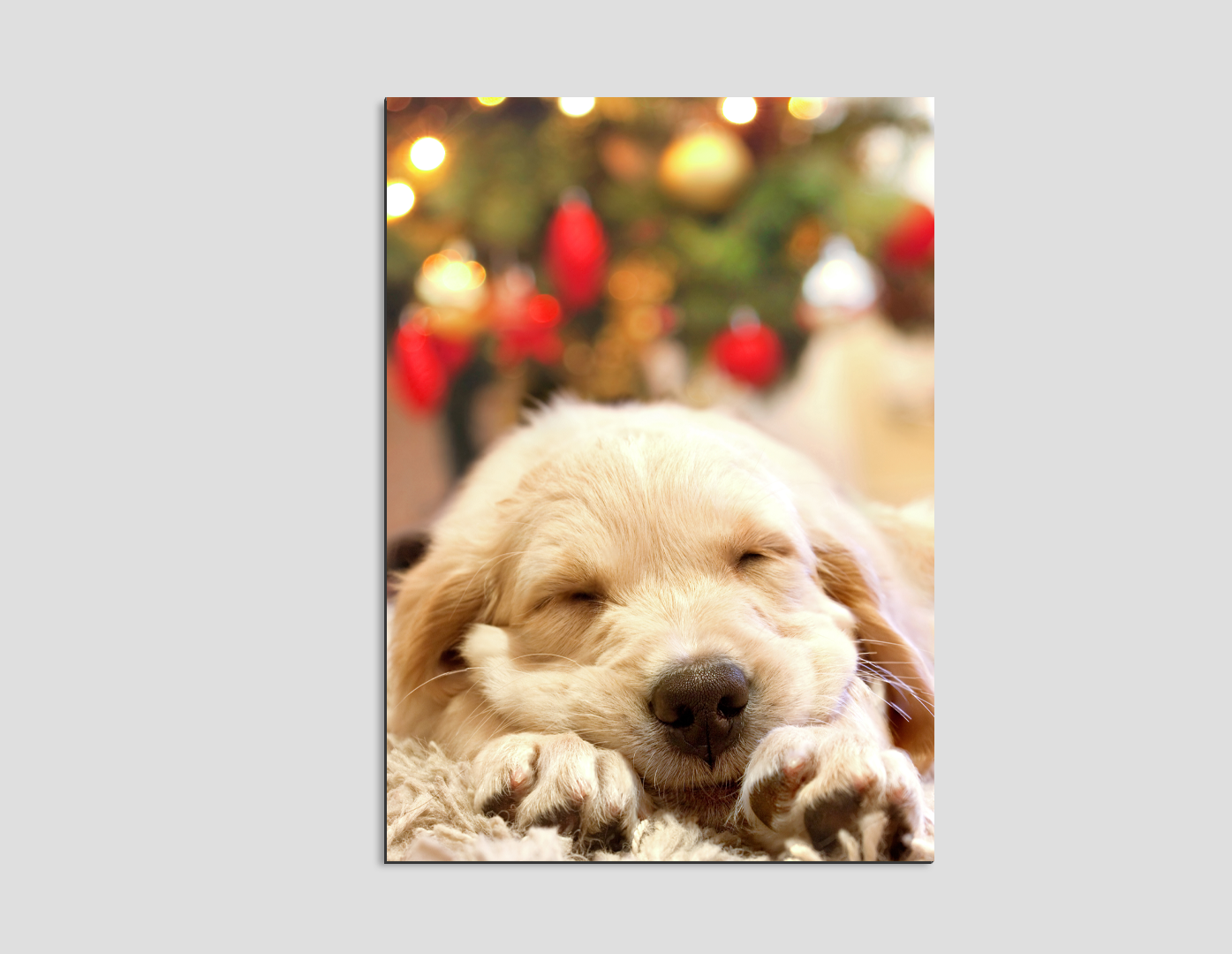 LABRADOR BEBÉ DORMIDO
