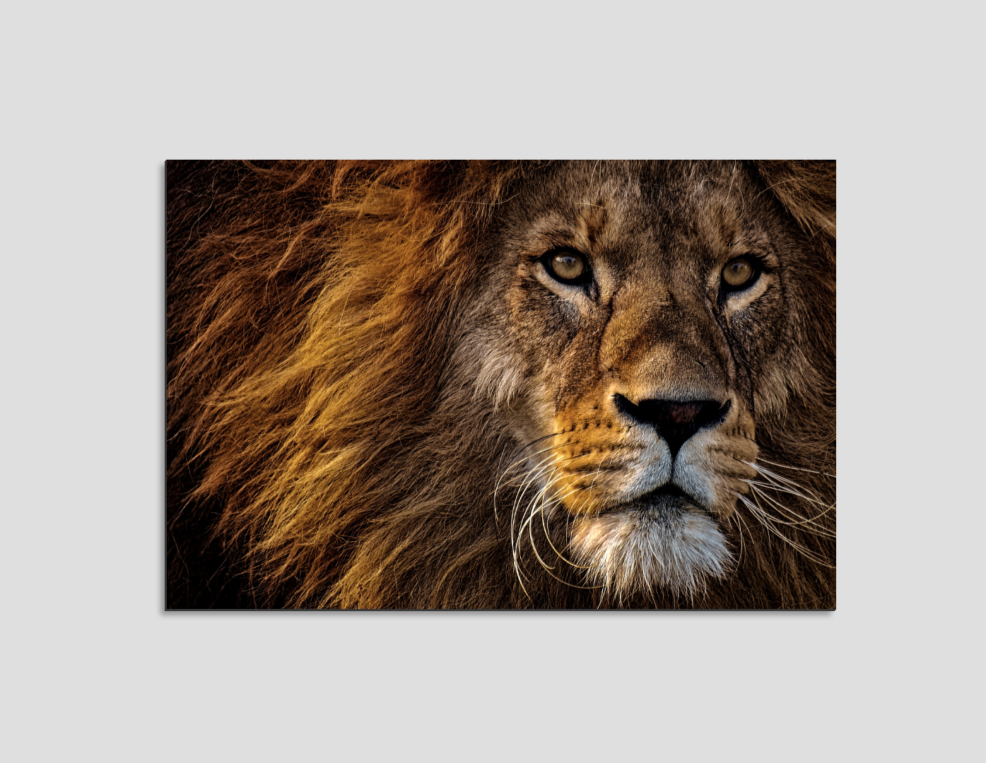 ROSTRO DE LEÓN CON MELENA