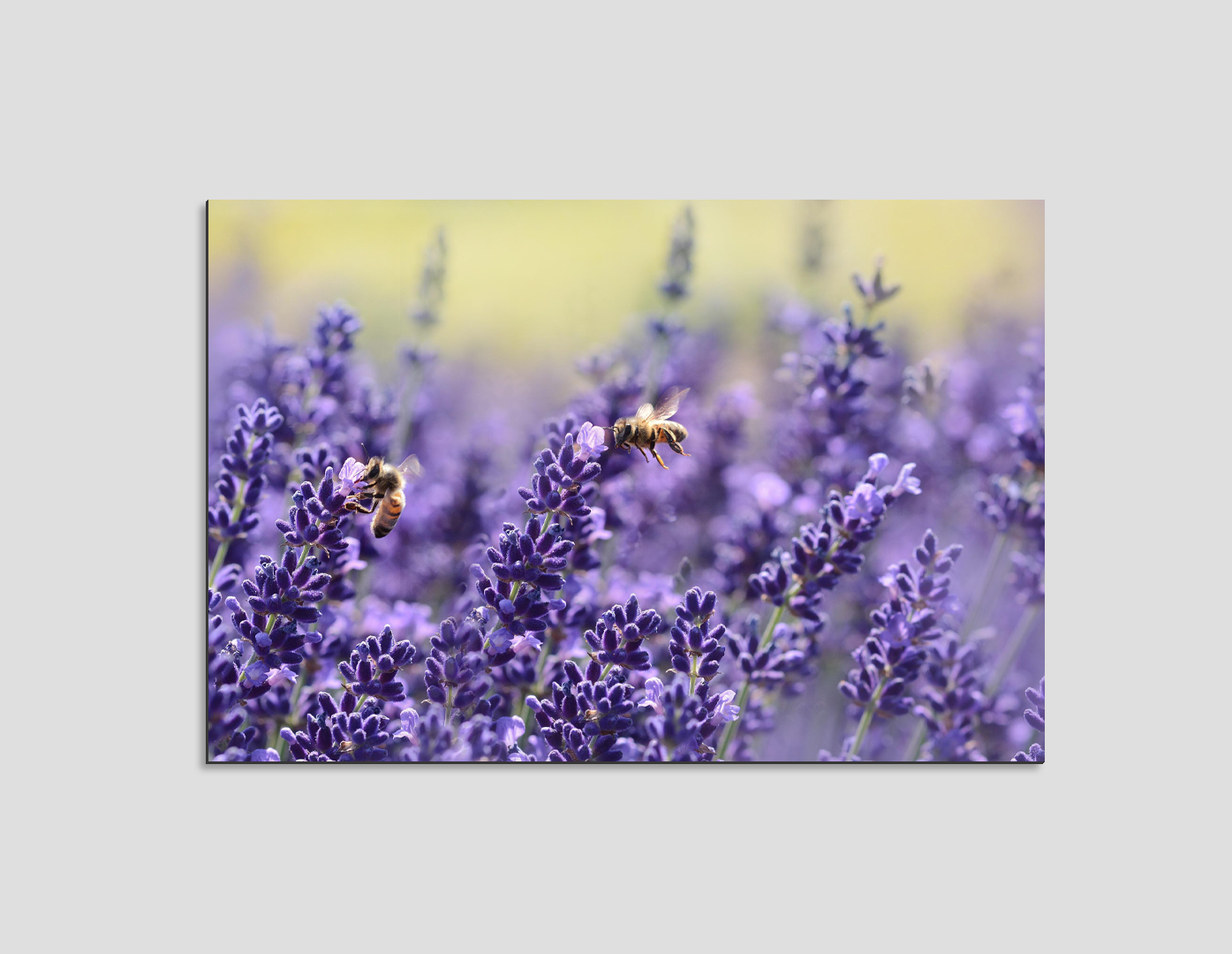 ABEJAS EN CAMPO DE LAVANDAS