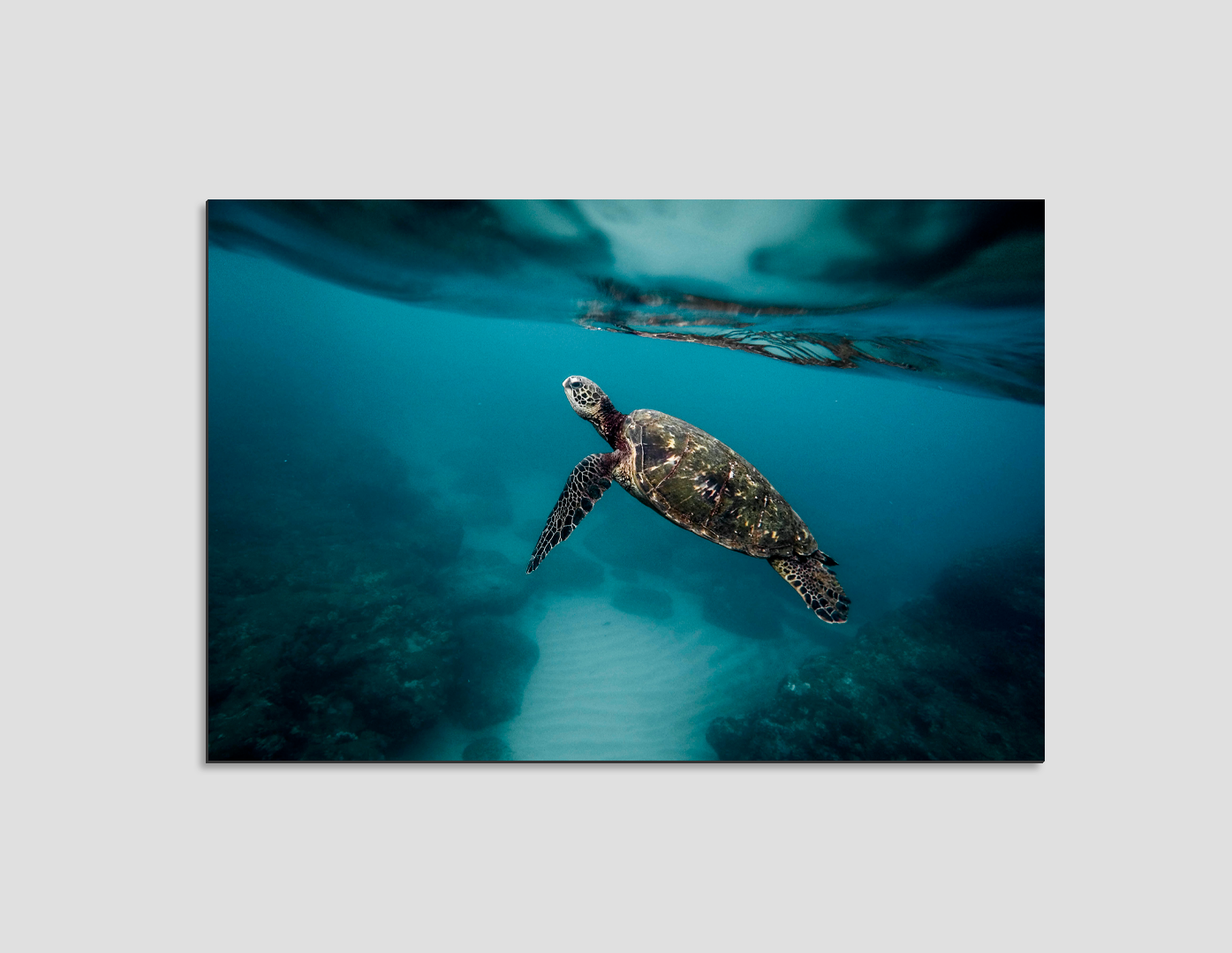 TORTUGA