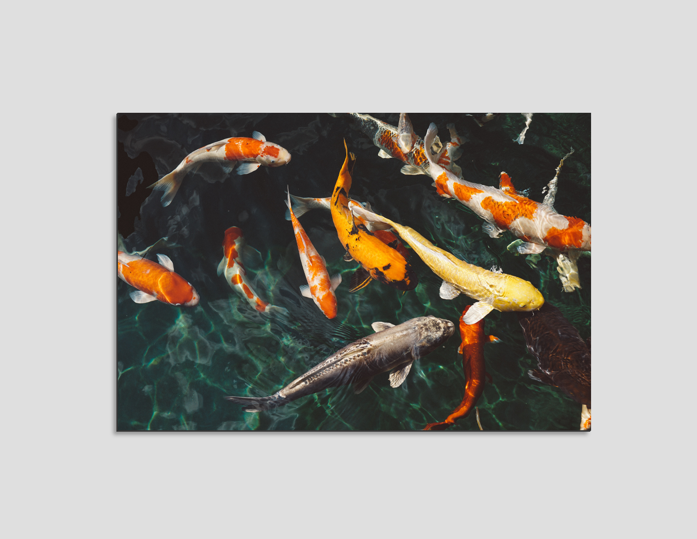 PECES KOI