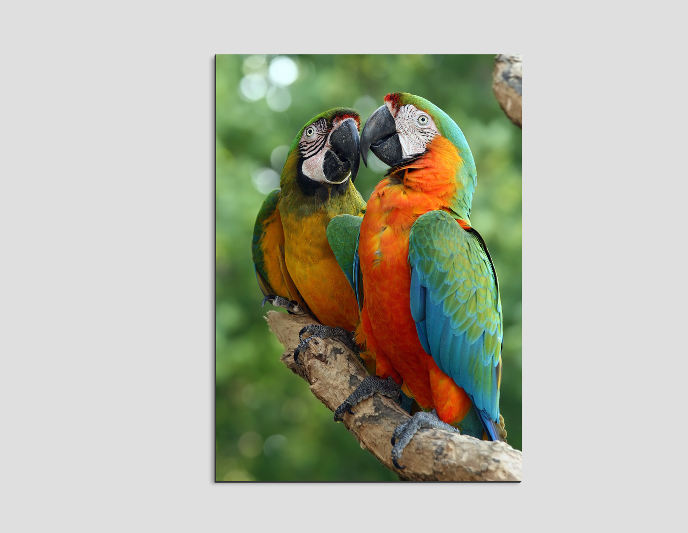 GUACAMAYAS
