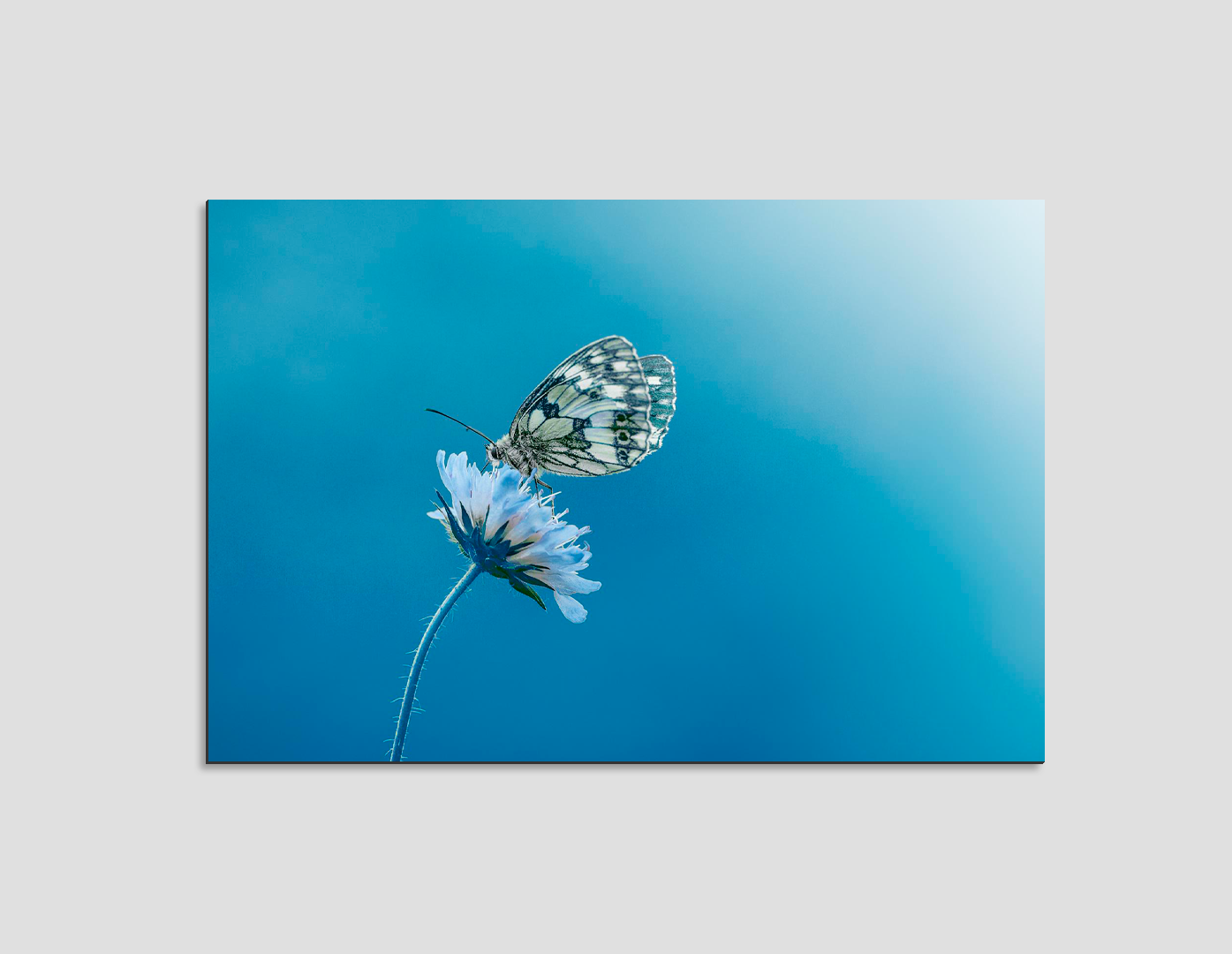 MARIPOSA SOBRE MARGARITA