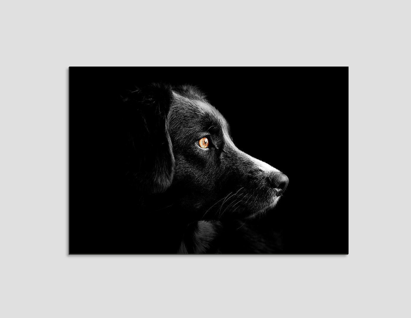 LABRADOR CLAROSCURO