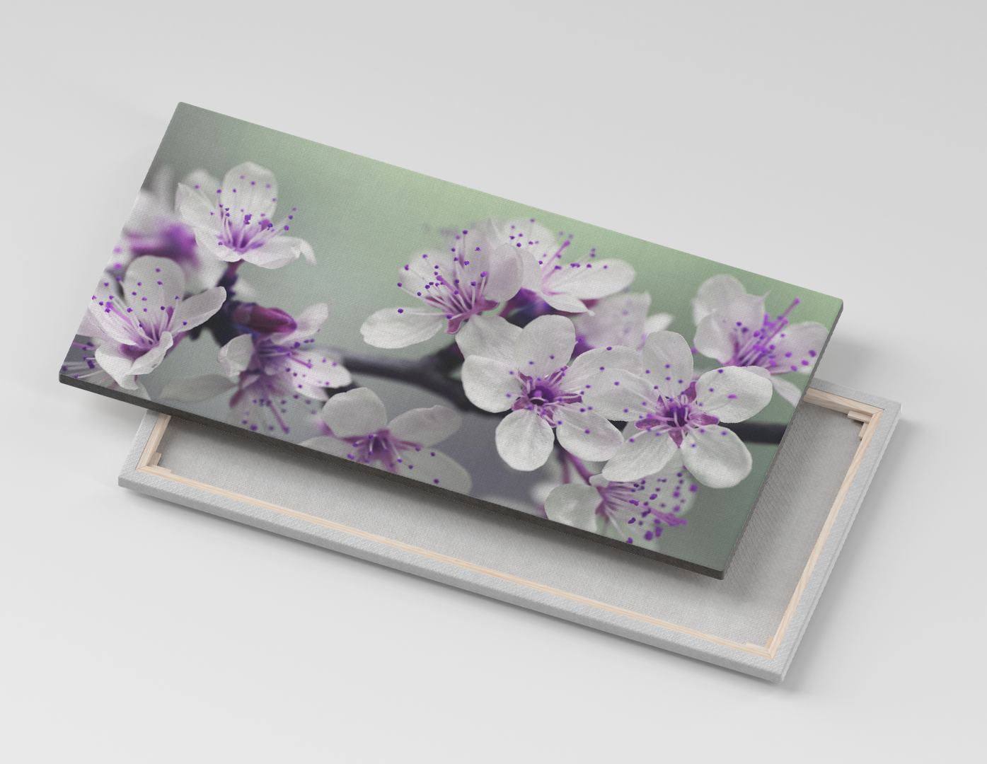 SAKURA MORADAS