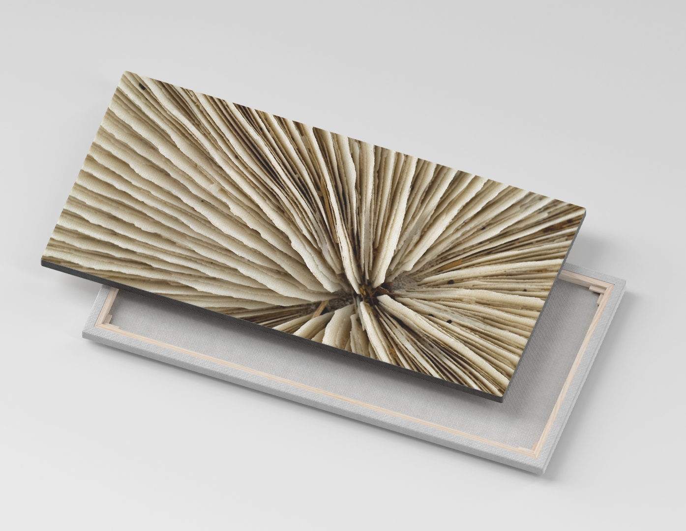 ESQUELETO DE CORAL BLANCO