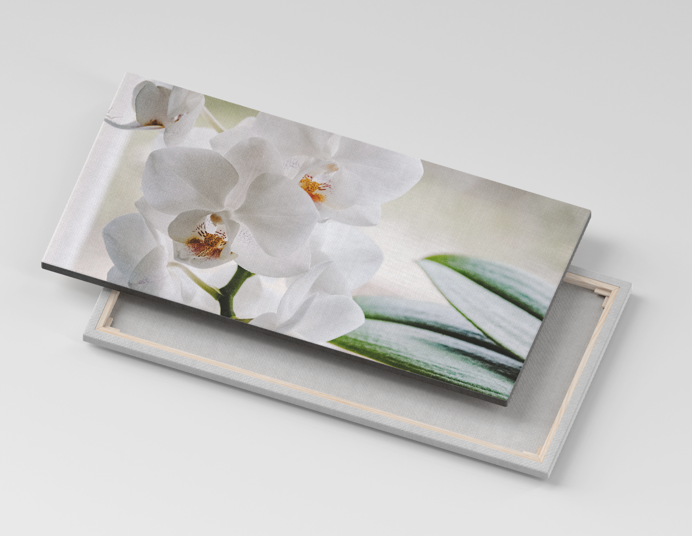 ORQUÍDEAS BLANCAS