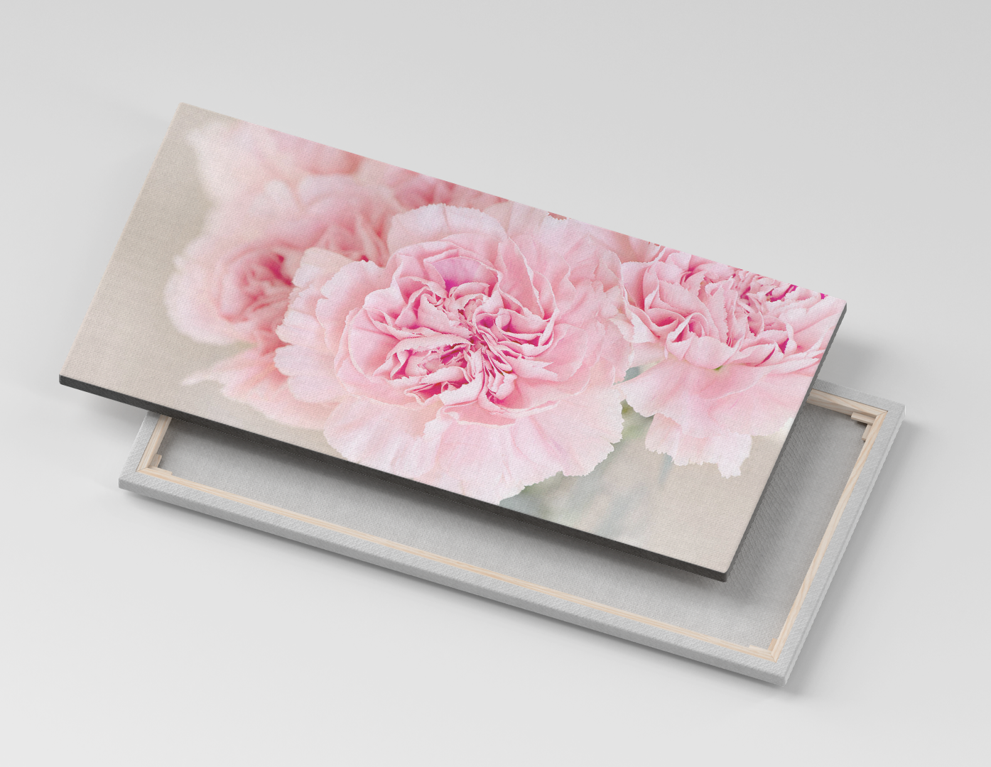 CLAVEL ROSA