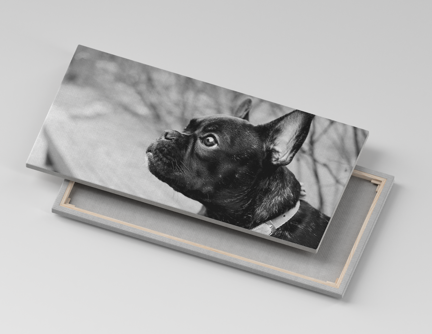 BULLDOG FRANCES BLANCO Y NEGRO