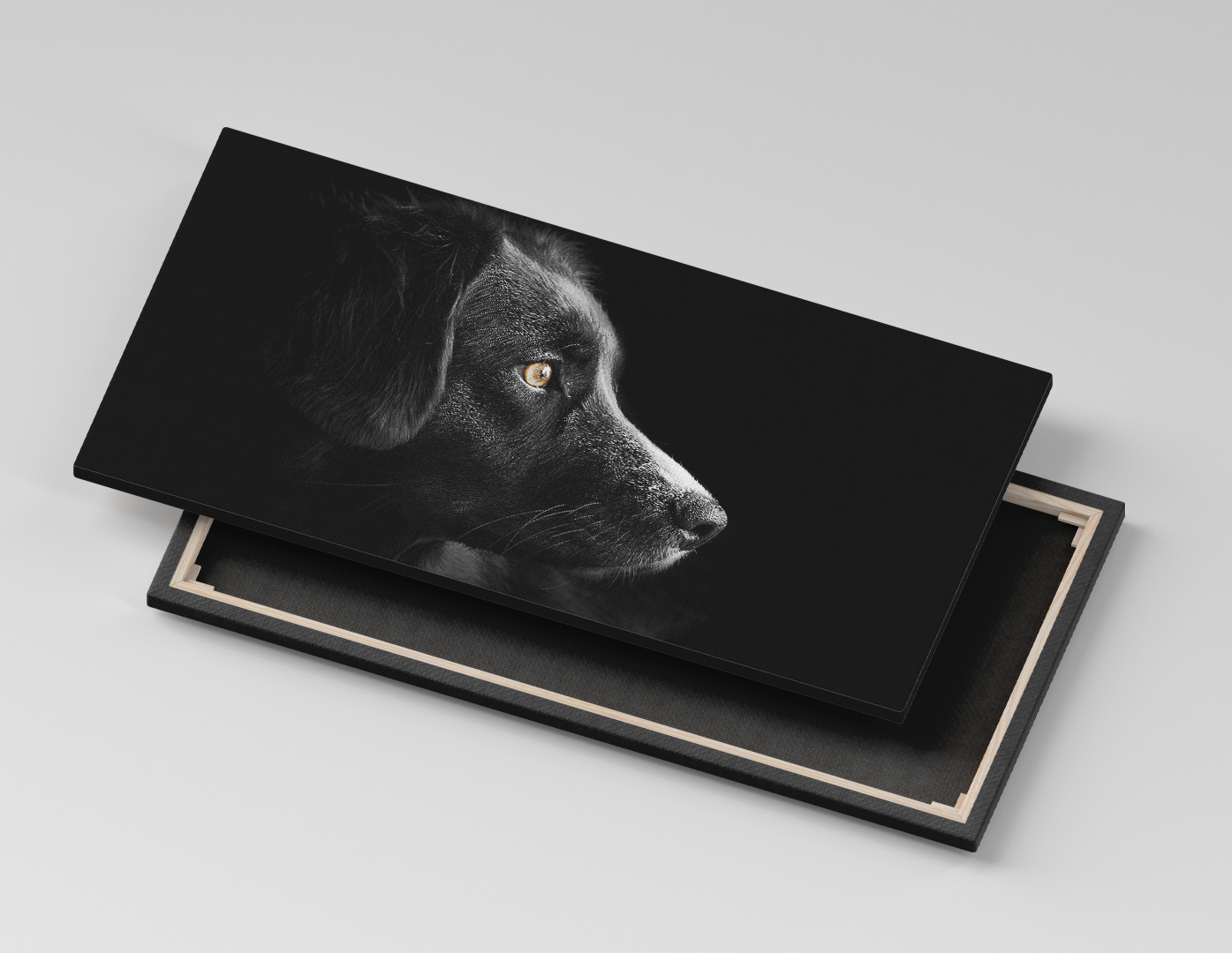 LABRADOR CLAROSCURO