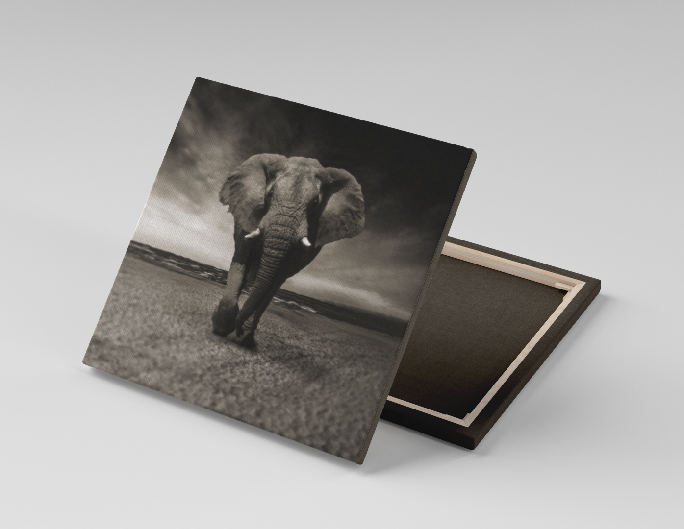 ELEFANTE BLANCO Y NEGRO