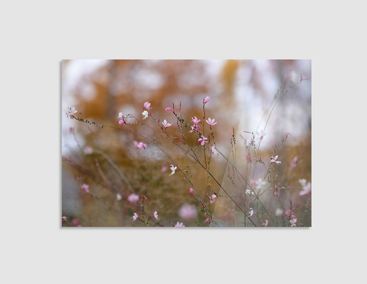FLORES SILVESTRES ROSAS