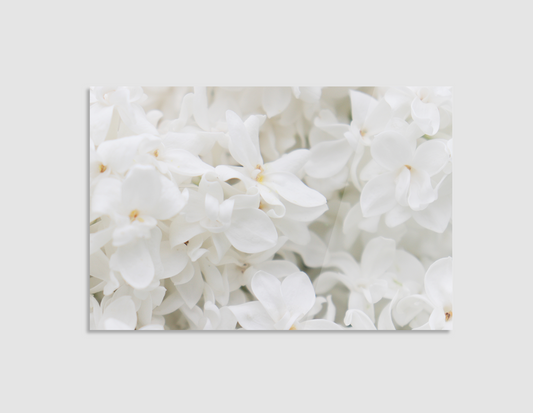LILAS BLANCAS