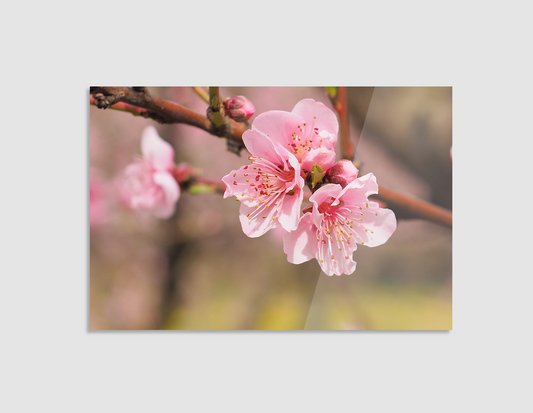 FLOR DE SAKURA