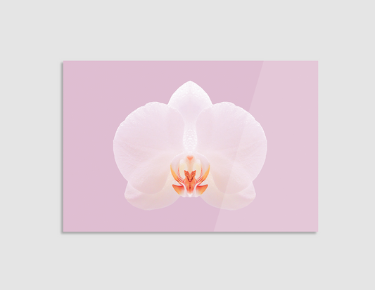 ORQUÍDEAS