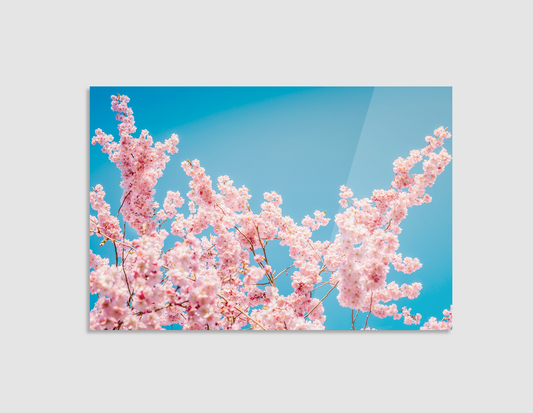 CEREZO
