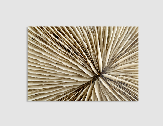 ESQUELETO DE CORAL BLANCO