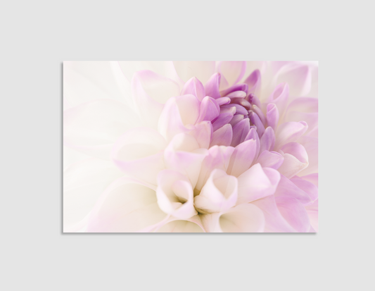DAHLIA