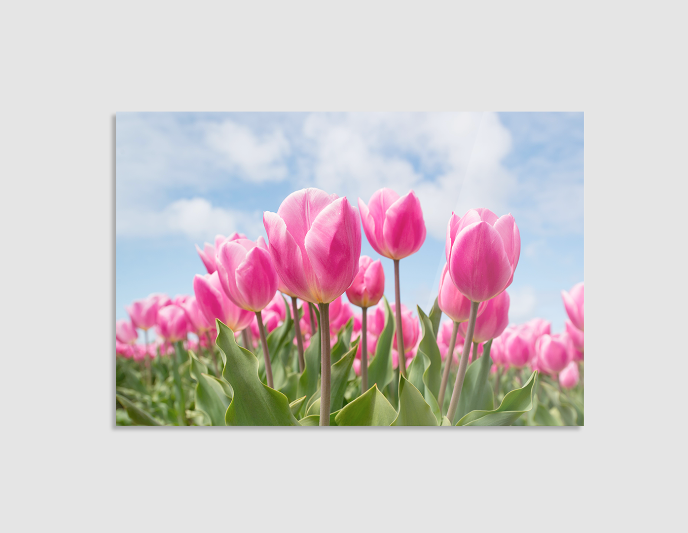 TULIPANES ROSAS