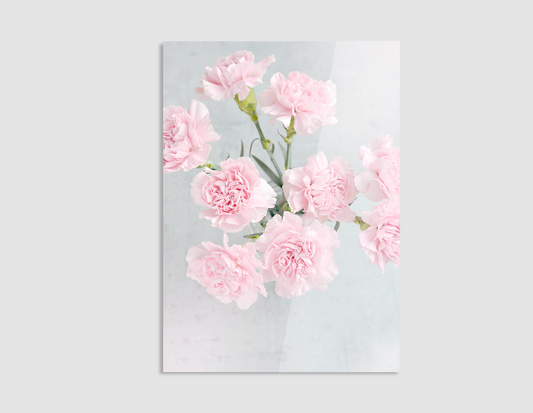 CLAVELES ROSAS