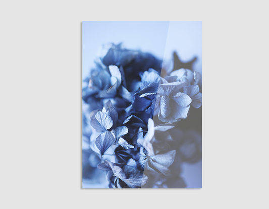 HORTENSIA