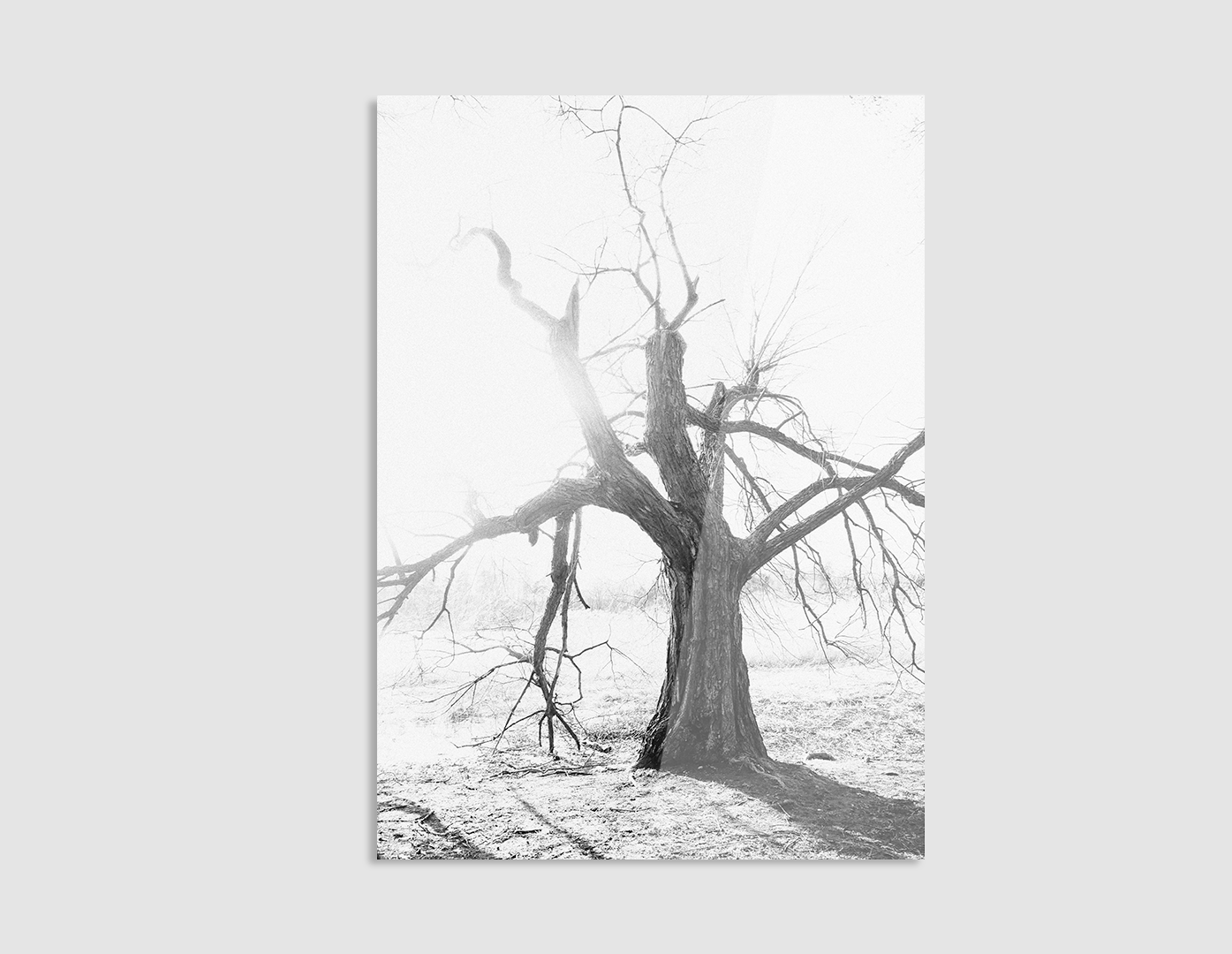 ÁRBOL SECO