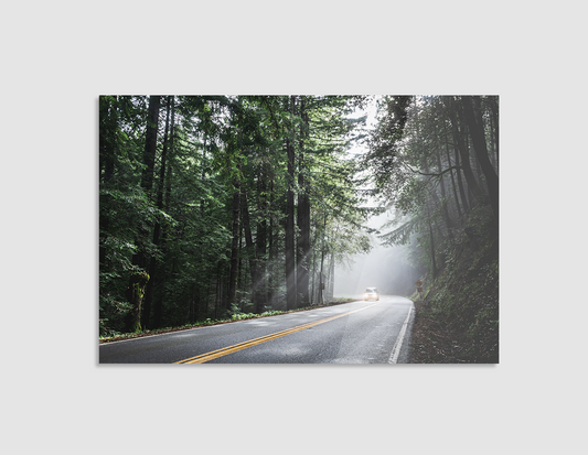 CARRETERA ENTRE PINOS