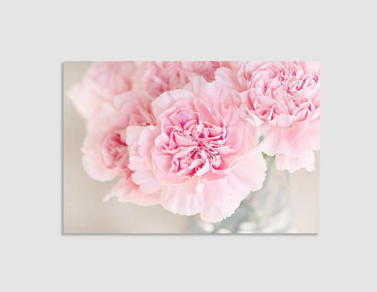 CLAVEL ROSA