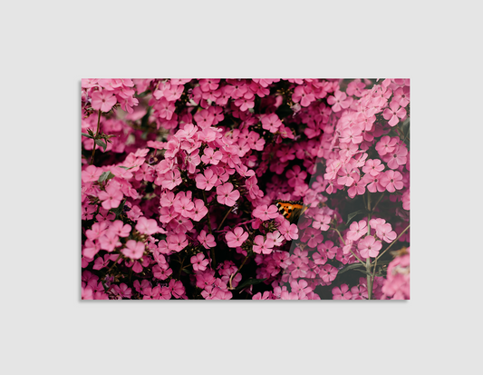 FLORES ROSADAS
