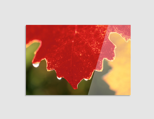 HOJA DE MAPLE