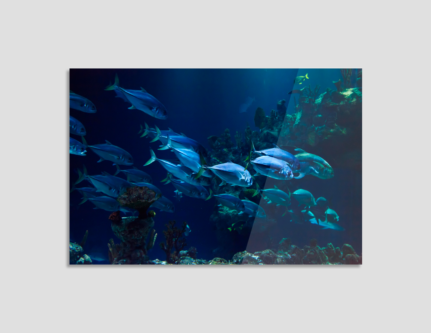 CARDUMEN DE PECES
