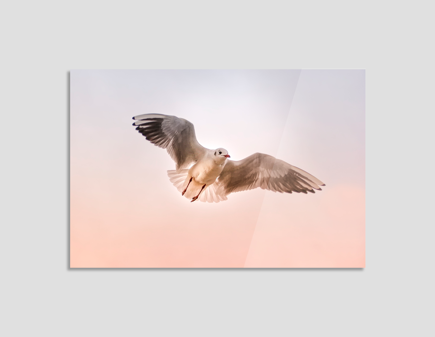 GAVIOTA