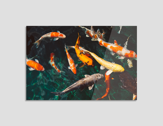 PECES KOI