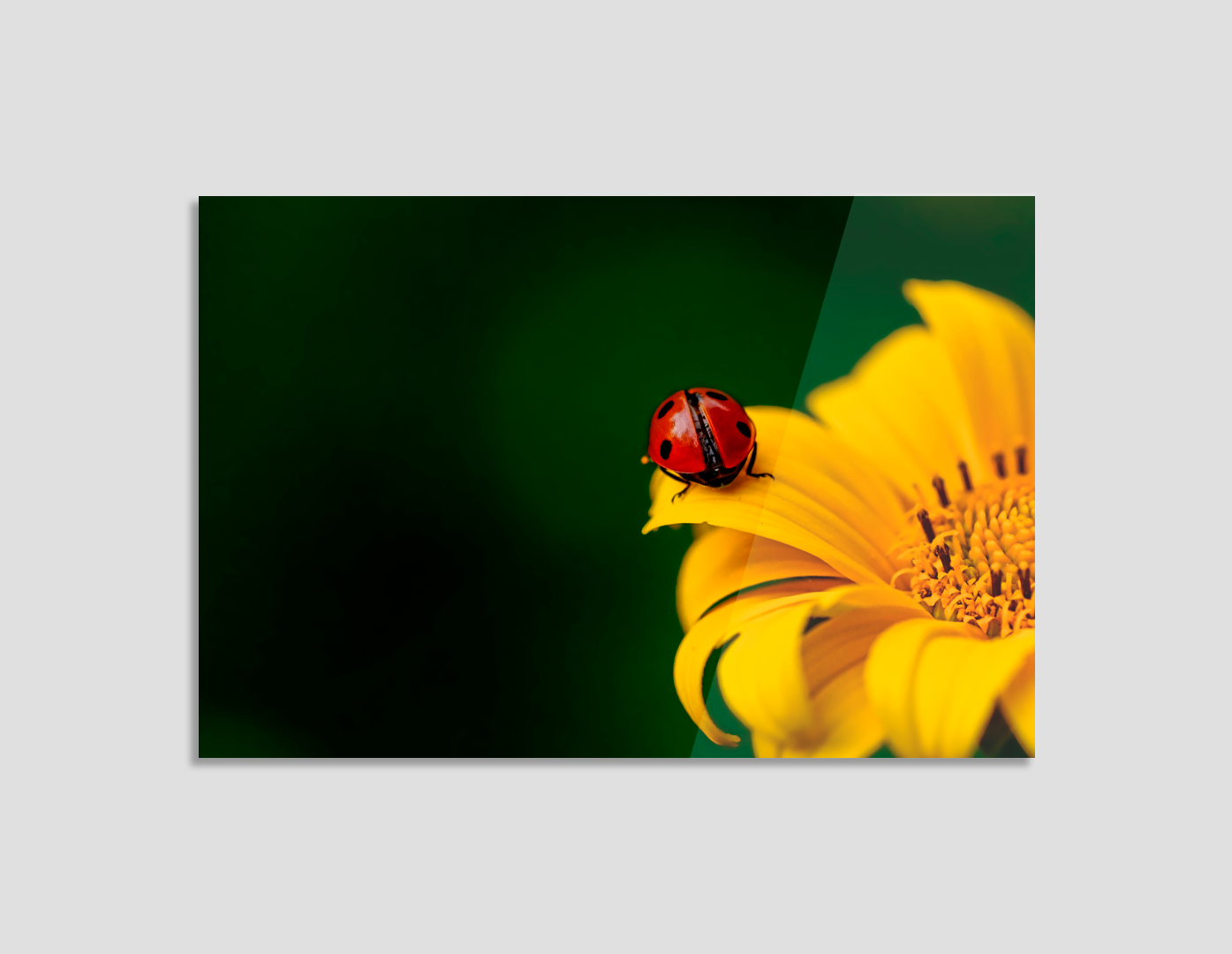 CATARINA SOBRE FLOR