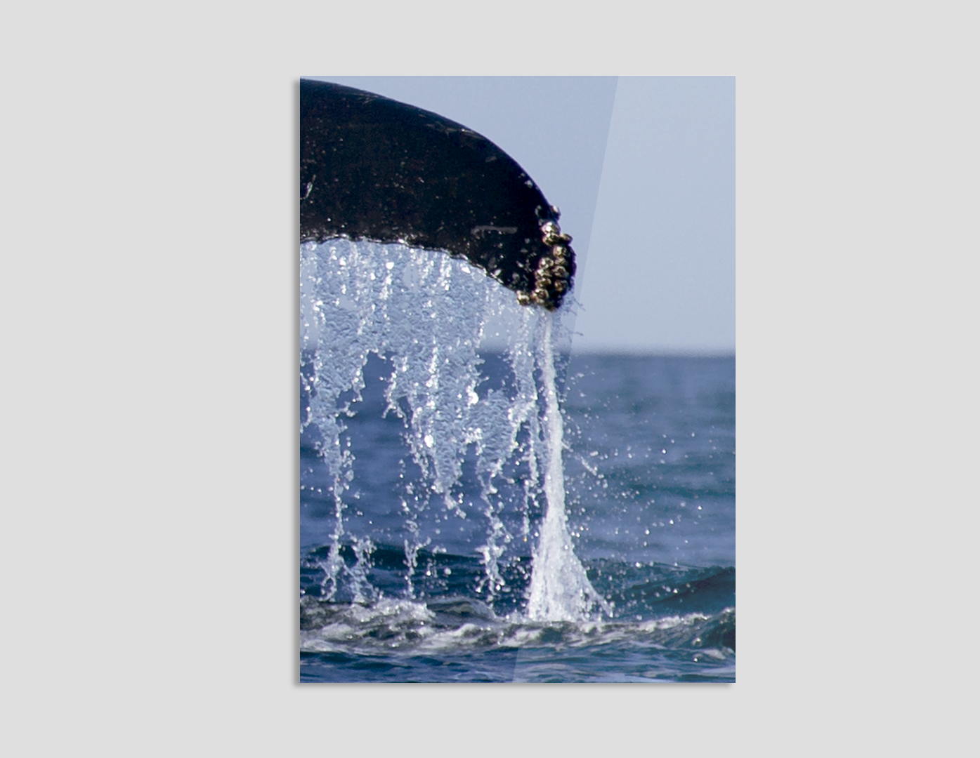 ALETA DE BALLENA