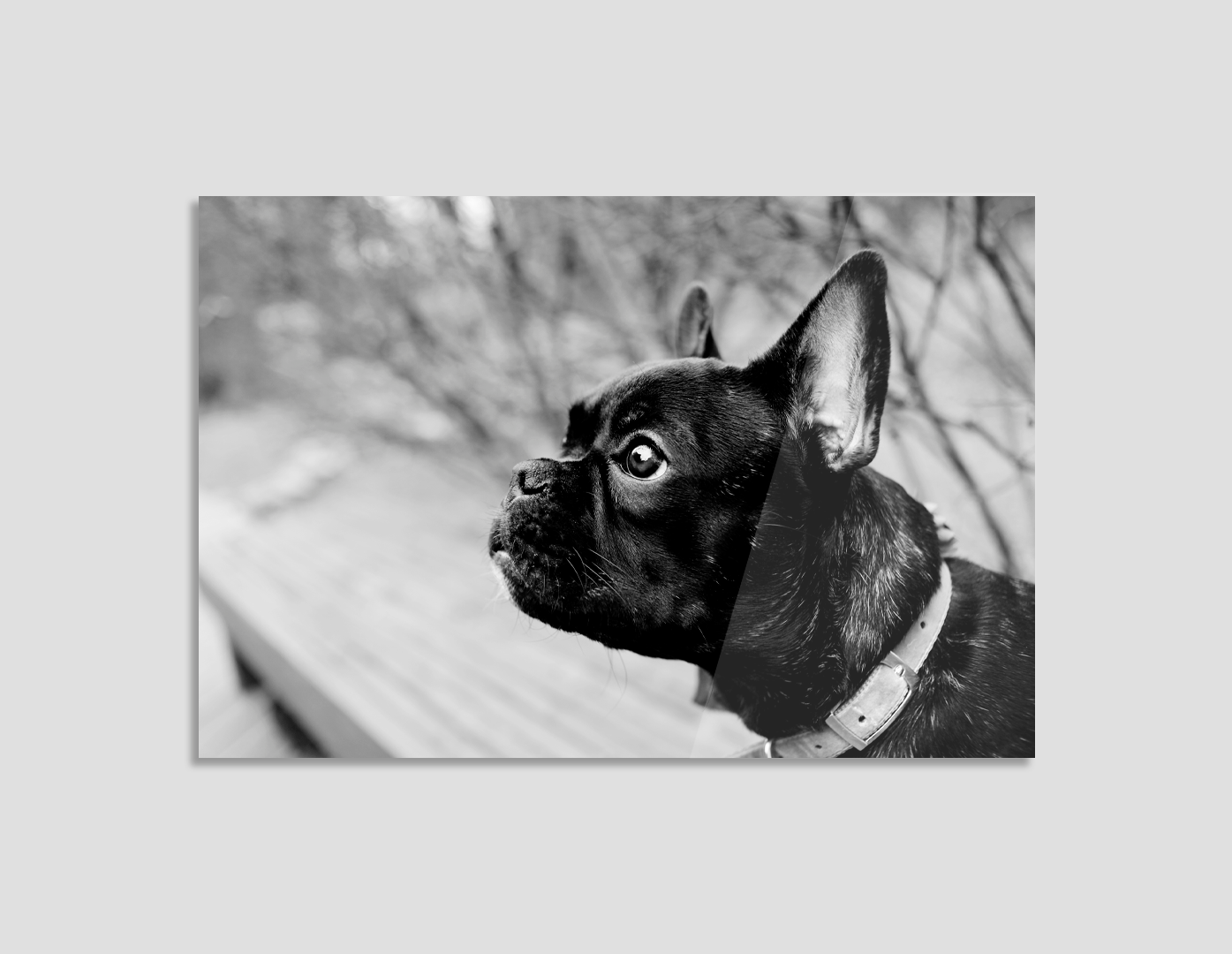 BULLDOG FRANCES BLANCO Y NEGRO