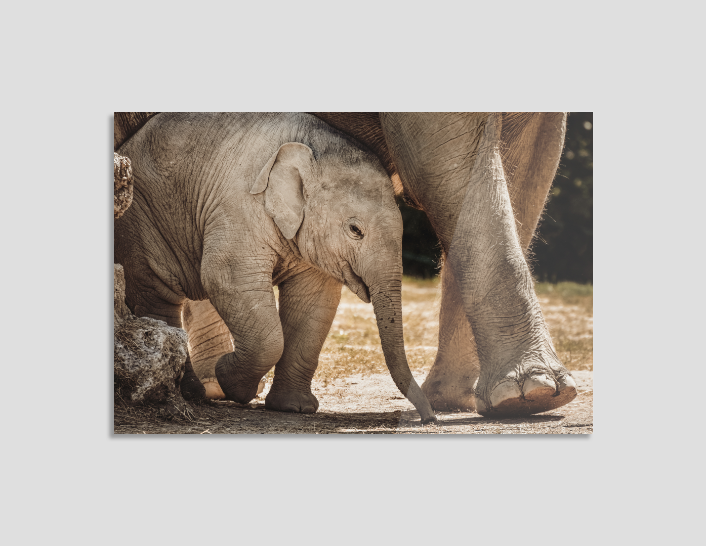 ELEFANTE BEBÉ