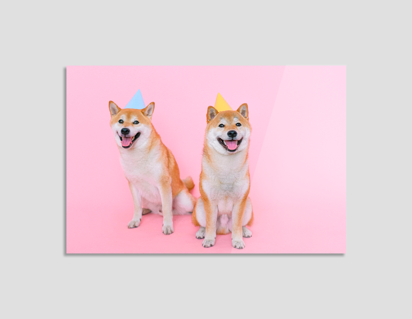 FIESTA DE SHIBA INUS