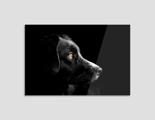 LABRADOR CLAROSCURO