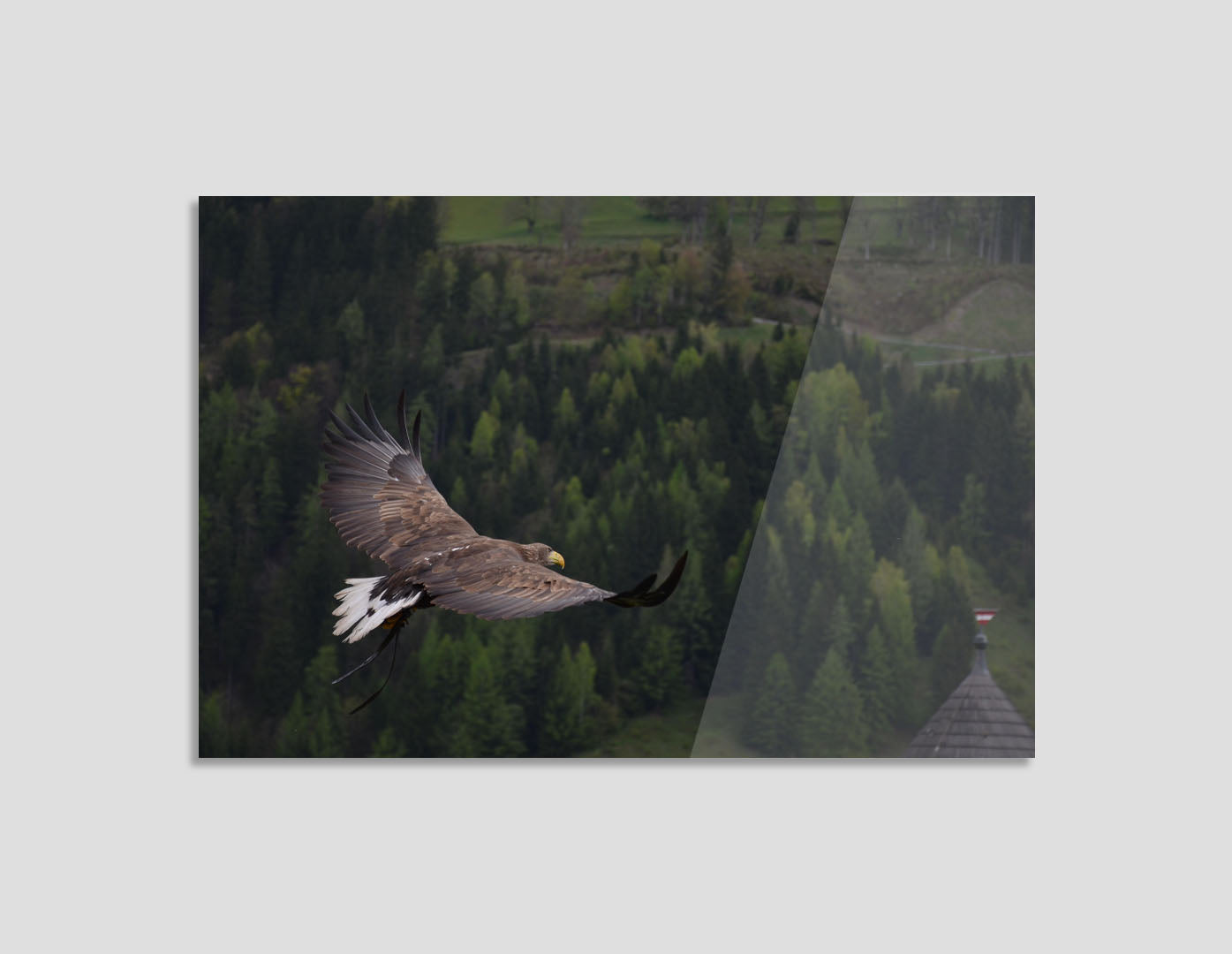 AGUILA SOBRE BOSQUE