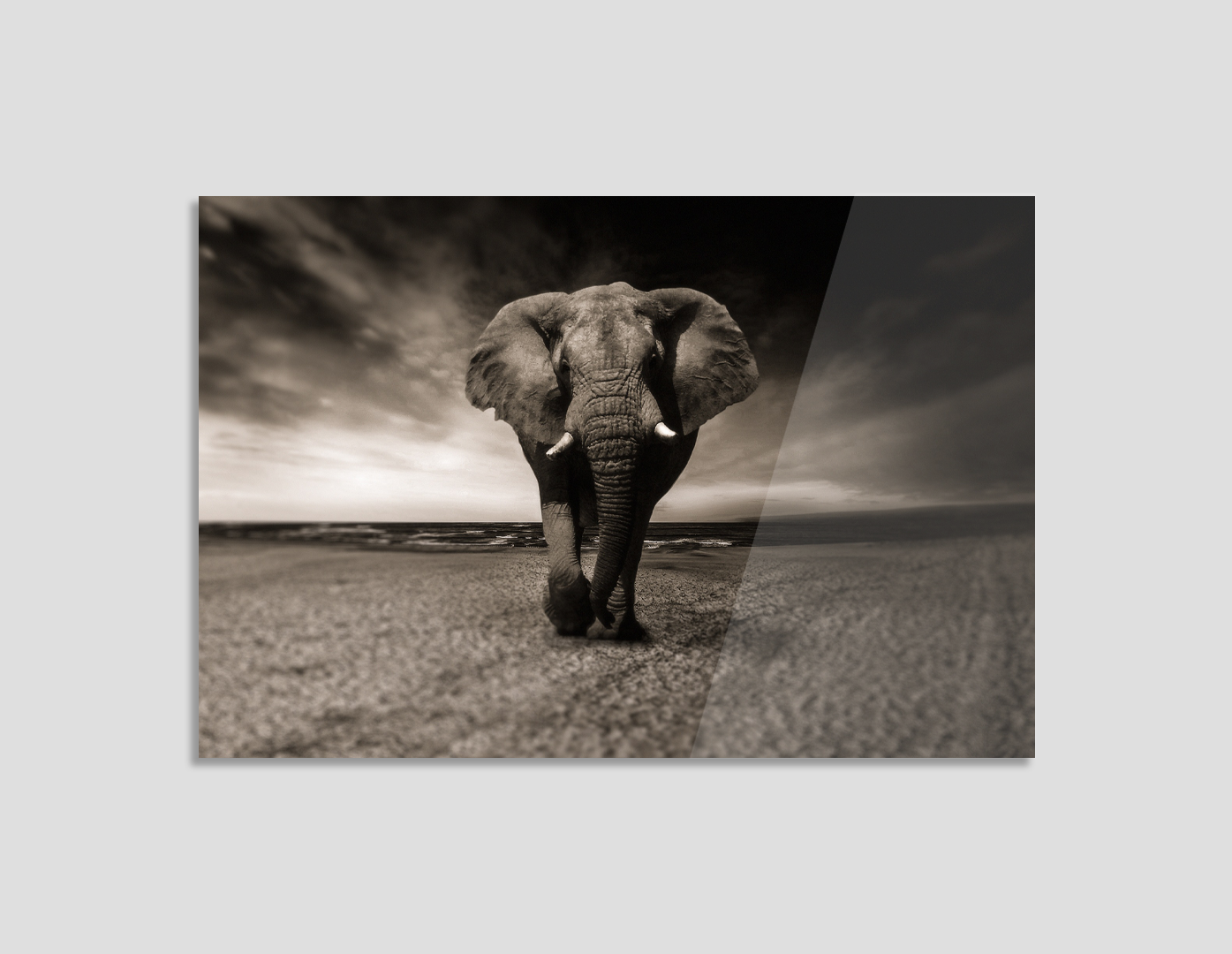 ELEFANTE BLANCO Y NEGRO
