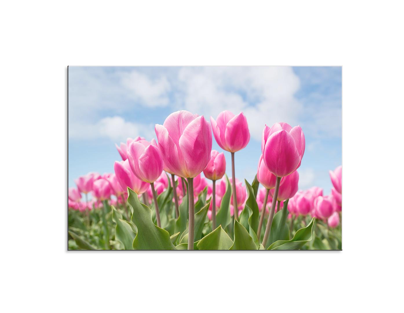 TULIPANES ROSAS