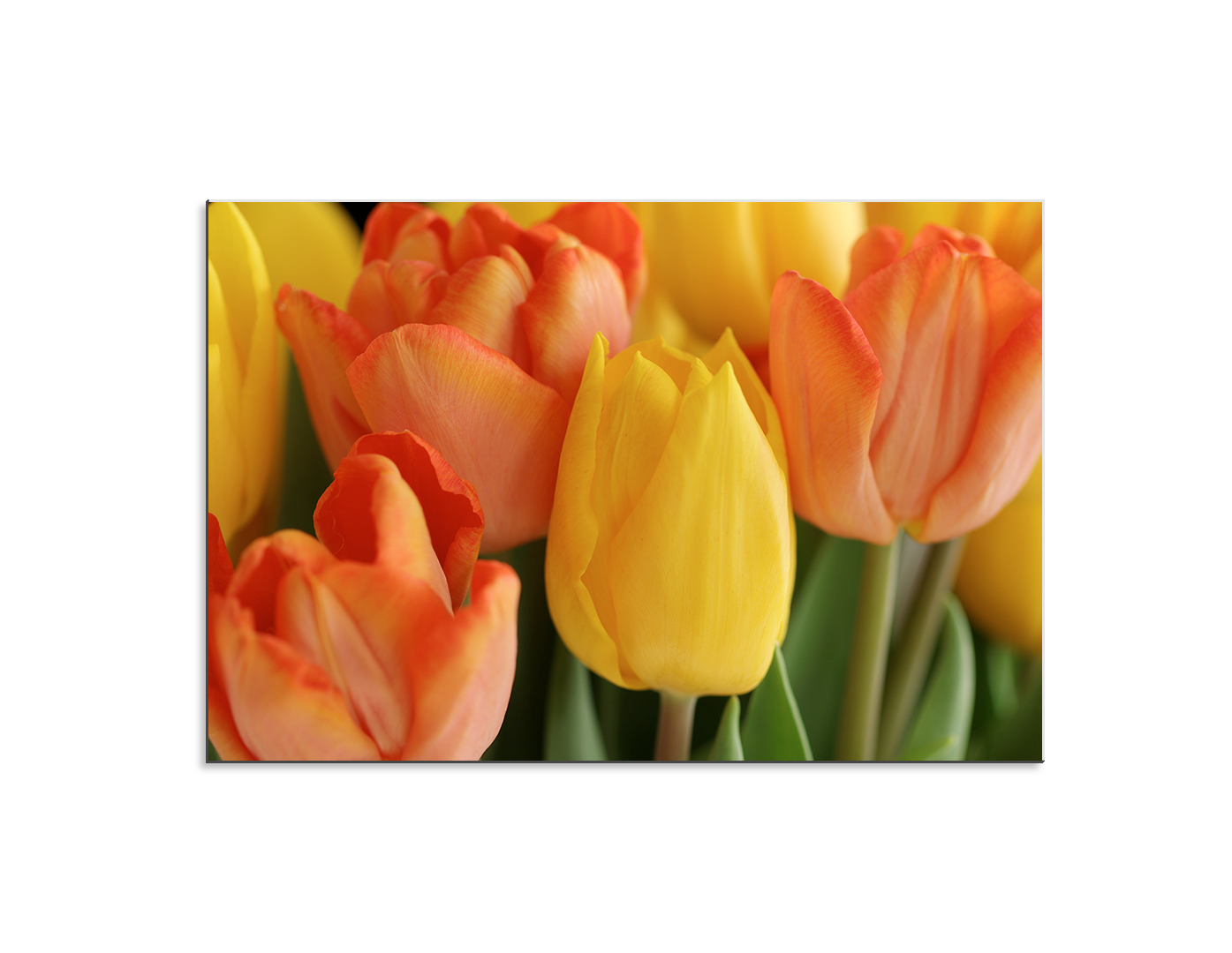 TULIPANES AMARILLOS Y NARANJAS