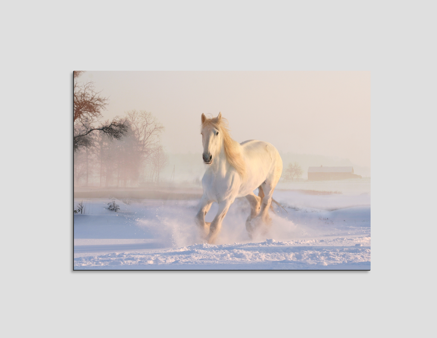 CABALLO BLANCO