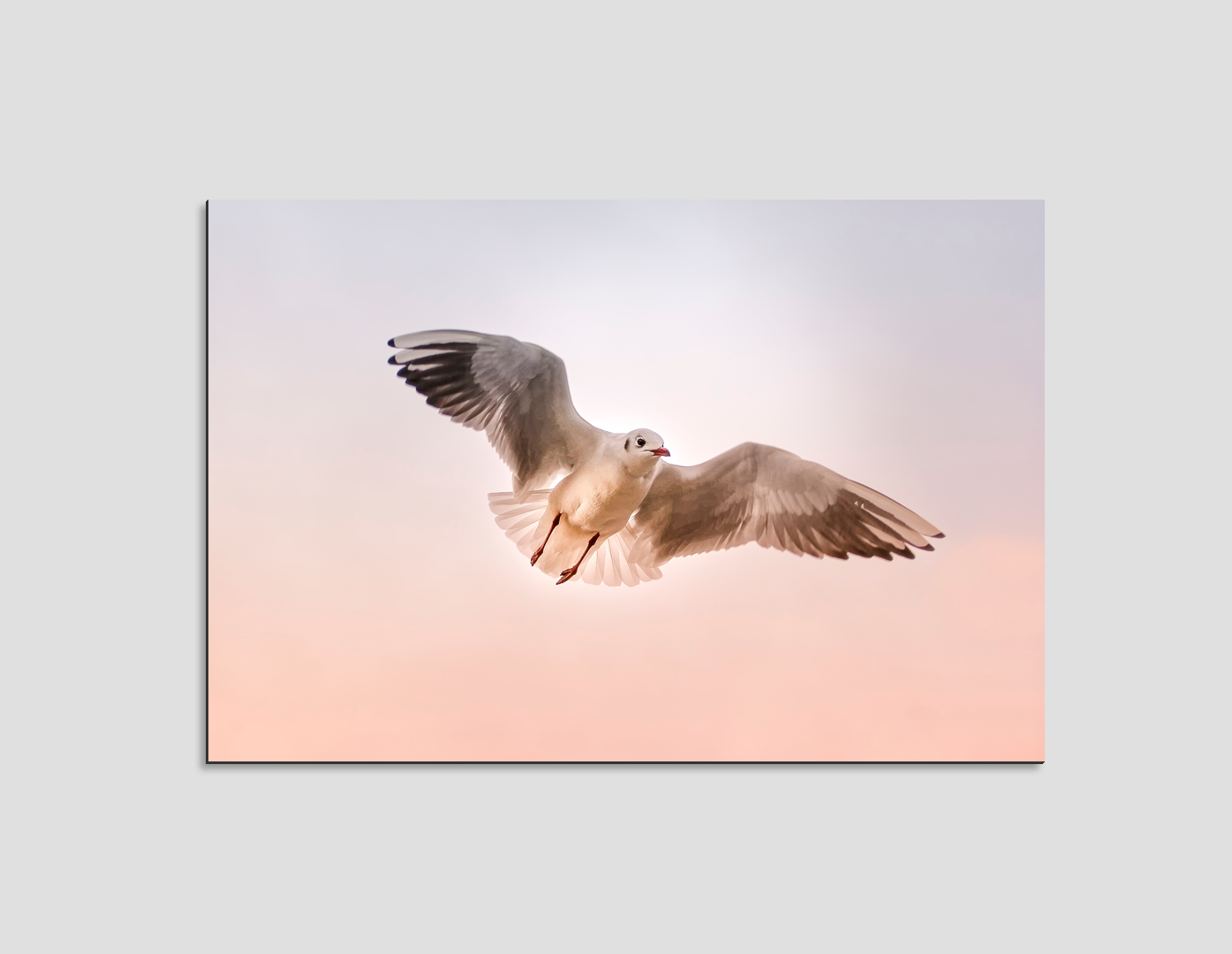 GAVIOTA