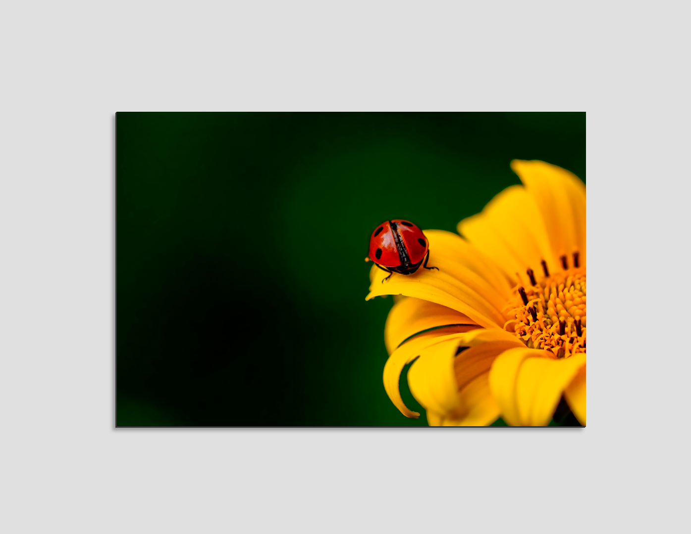 CATARINA SOBRE FLOR