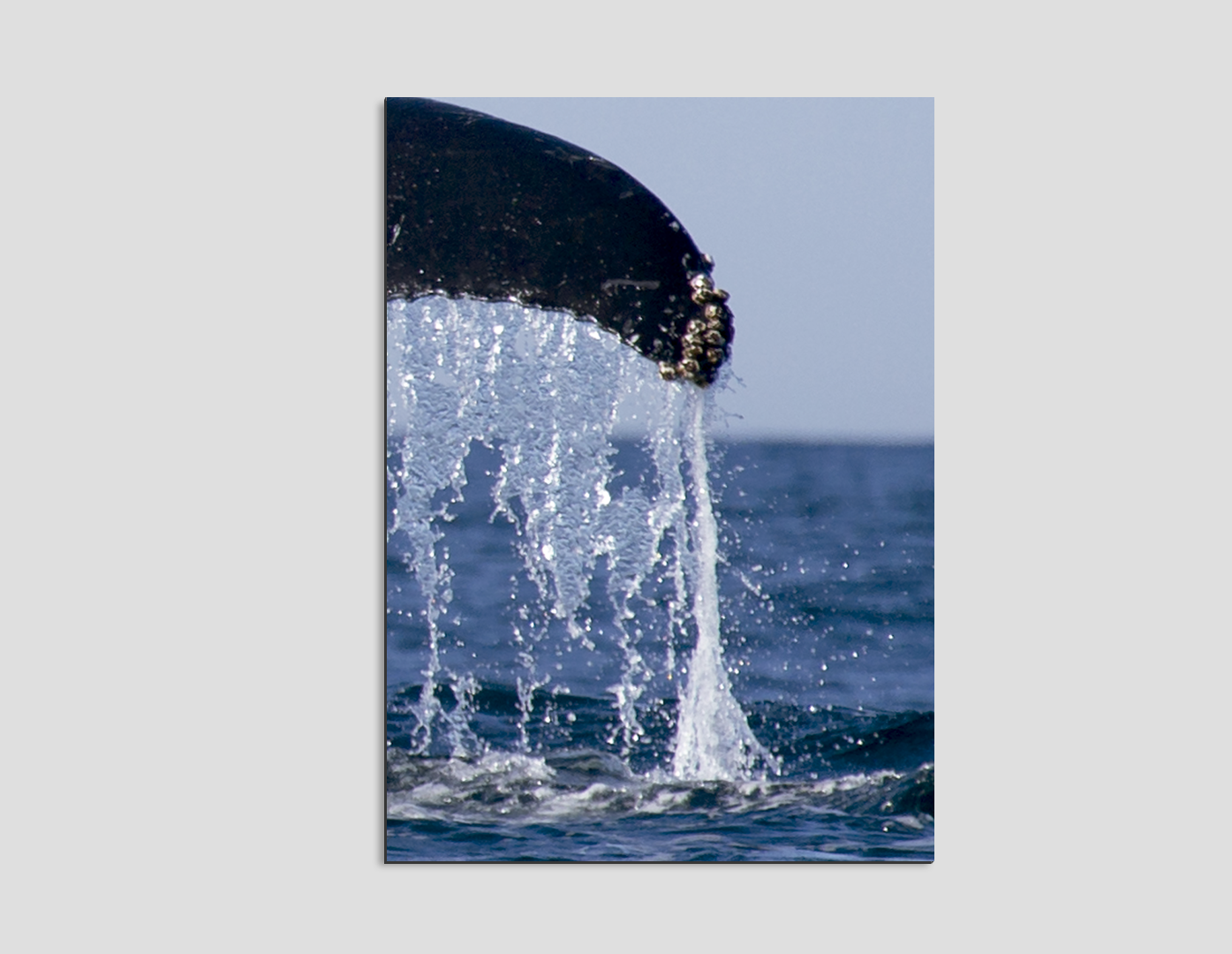 ALETA DE BALLENA