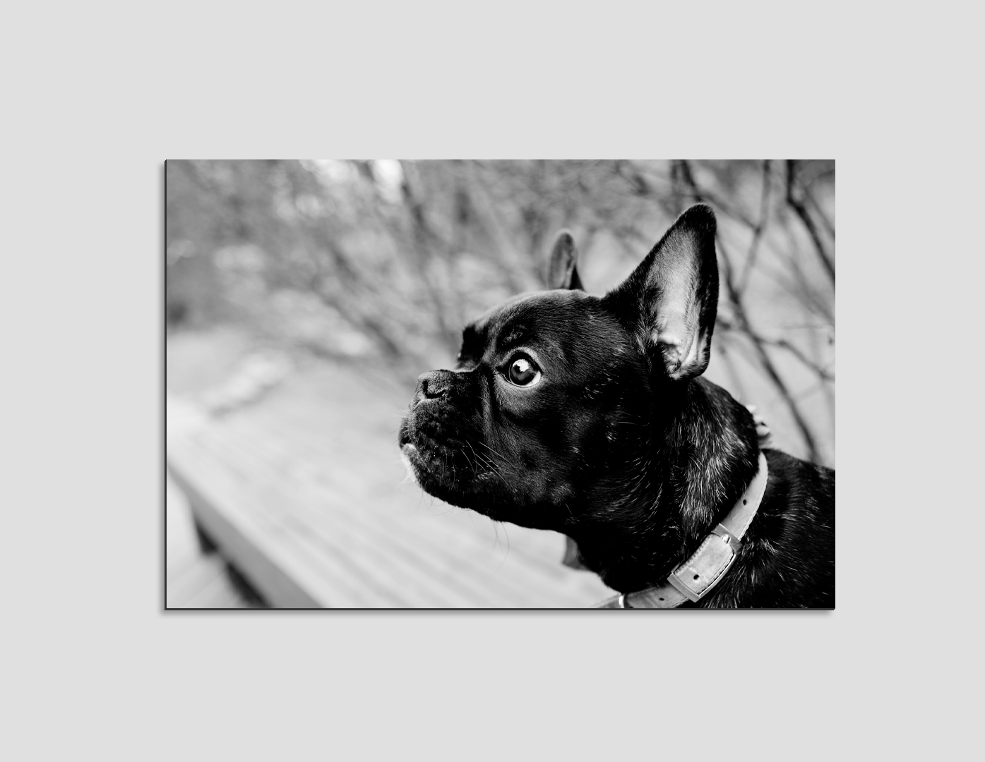 BULLDOG FRANCES BLANCO Y NEGRO