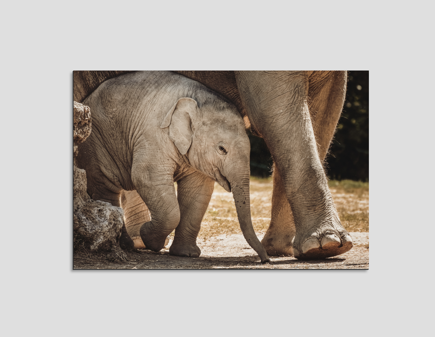 ELEFANTE BEBÉ